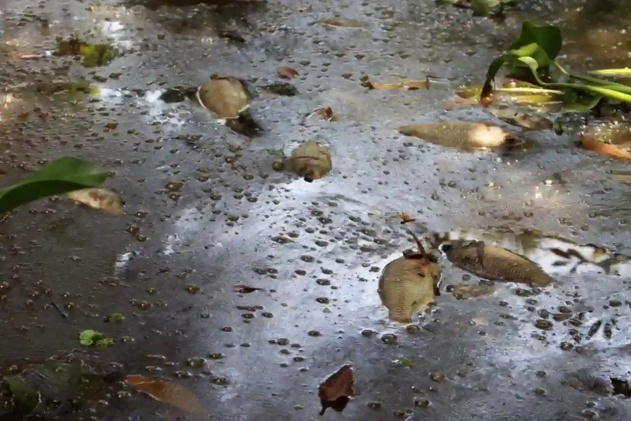 Diputada Mago Corro denuncia ante Profepa y PMA ecocidio y mortandad masiva de peces en Arroyo Hondo