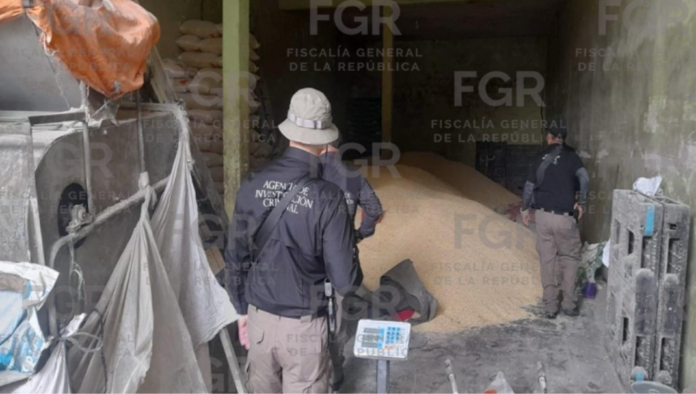 Asegura FGR un predio relacionado con el robo de transporte y recuperaron 22 toneladas de maíz en Sayula