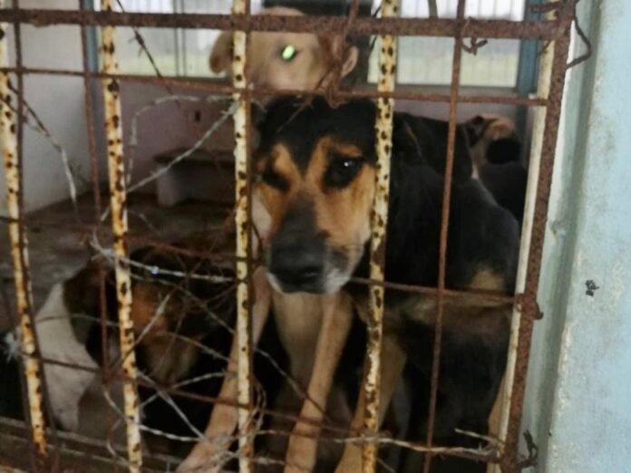 Veracruz endurece castigo al maltrato animal